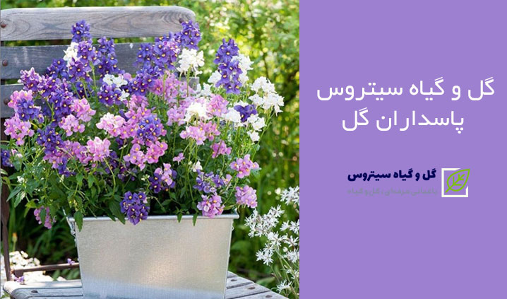 تولید و پخش گل های زینتی رامسر
